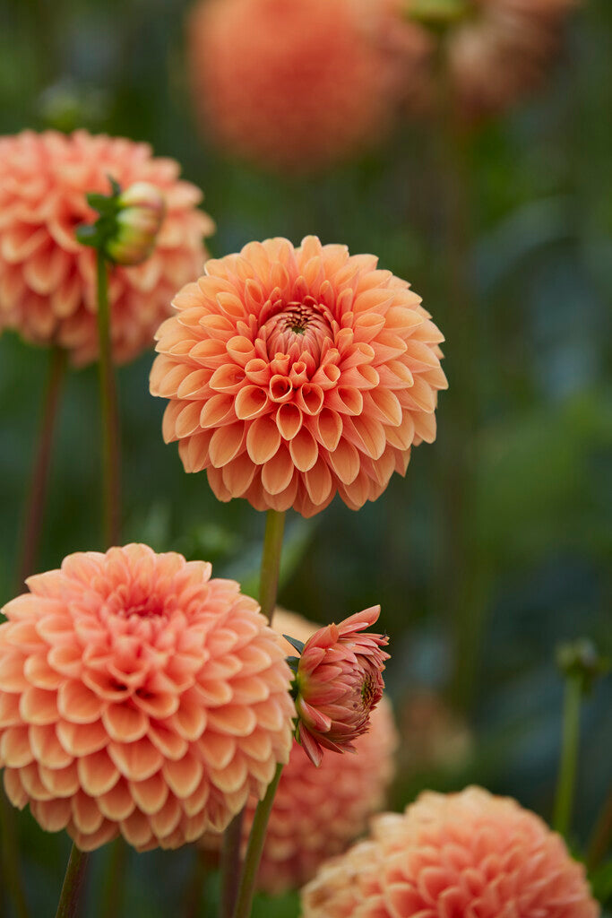 Dahlia Boll Jowey Linda 1-pakning NYHET
